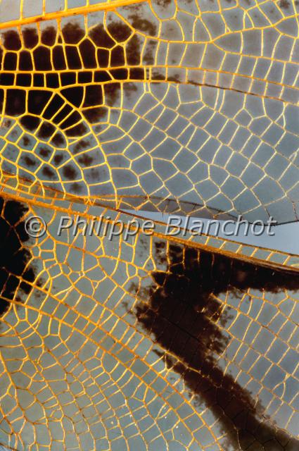 aile libelloides longicornis.JPG - Gros plan, ailes de Libelloides longicornisAscalaphe communOwfly wingNeuroptera, AscalaphidaeFrance